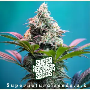 Gassy Cannabis Seeds