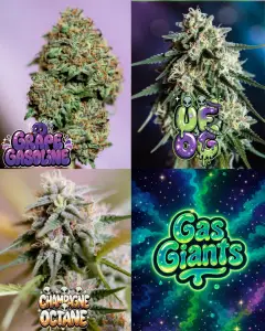 collage of cannabis buds featuring Grape Gasoline, UFOG and Champagne Octane strains with Gas Giants graphic, showcasing gassy cannabis strains UK with dense trichome-rich buds and diesel terpene profiles