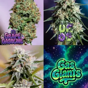 collage of cannabis buds featuring Grape Gasoline, UFOG and Champagne Octane strains with Gas Giants graphic, showcasing gassy cannabis strains UK with dense trichome-rich buds and diesel terpene profiles