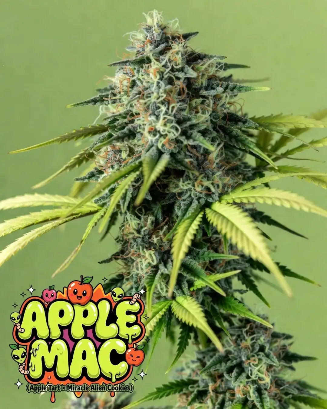 Apple MAC strain frosty cannabis nug – dense green bud coated in crystal trichomes and orange hairs, balanced hybrid from Supernatural Seeds collectible line