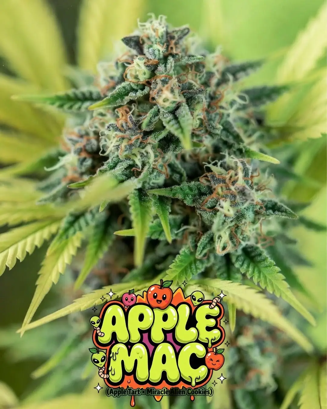 Close-up of Apple MAC strain bud – resin-packed forest green nugs with amber hairs and thick white trichomes, tangy fruity gassy hybrid feminized seeds