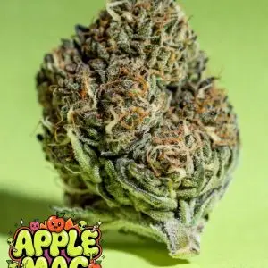 Apple MAC cannabis seeds cannabis bud close-up – frosty trichomes, orange pistils, and green nugs from Apple Tart x Miracle Alien Cookies hybrid, Supernatural Seeds UK souvenir collectible
