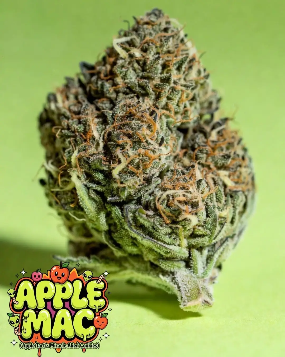 Apple MAC cannabis seeds cannabis bud close-up – frosty trichomes, orange pistils, and green nugs from Apple Tart x Miracle Alien Cookies hybrid, Supernatural Seeds UK souvenir collectible