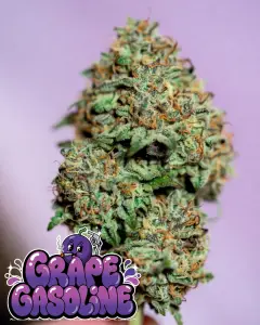Grape Gasoline seeds cannabis bud close-up – frosty green-purple nugs with orange pistils, heavy resin trichomes, and vibrant bag appeal, Galactic Grape x Original Sour Diesel hybrid souvenir collectible from Supernatural Seeds UK