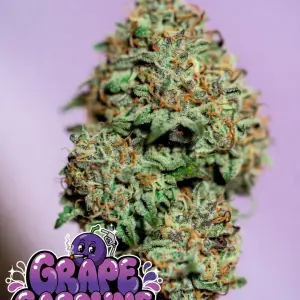 Grape Gasoline cannabis seeds cannabis bud close-up – frosty green-purple nugs with orange pistils, heavy resin trichomes, and vibrant bag appeal, Galactic Grape x Original Sour Diesel hybrid souvenir collectible from Supernatural Seeds UK