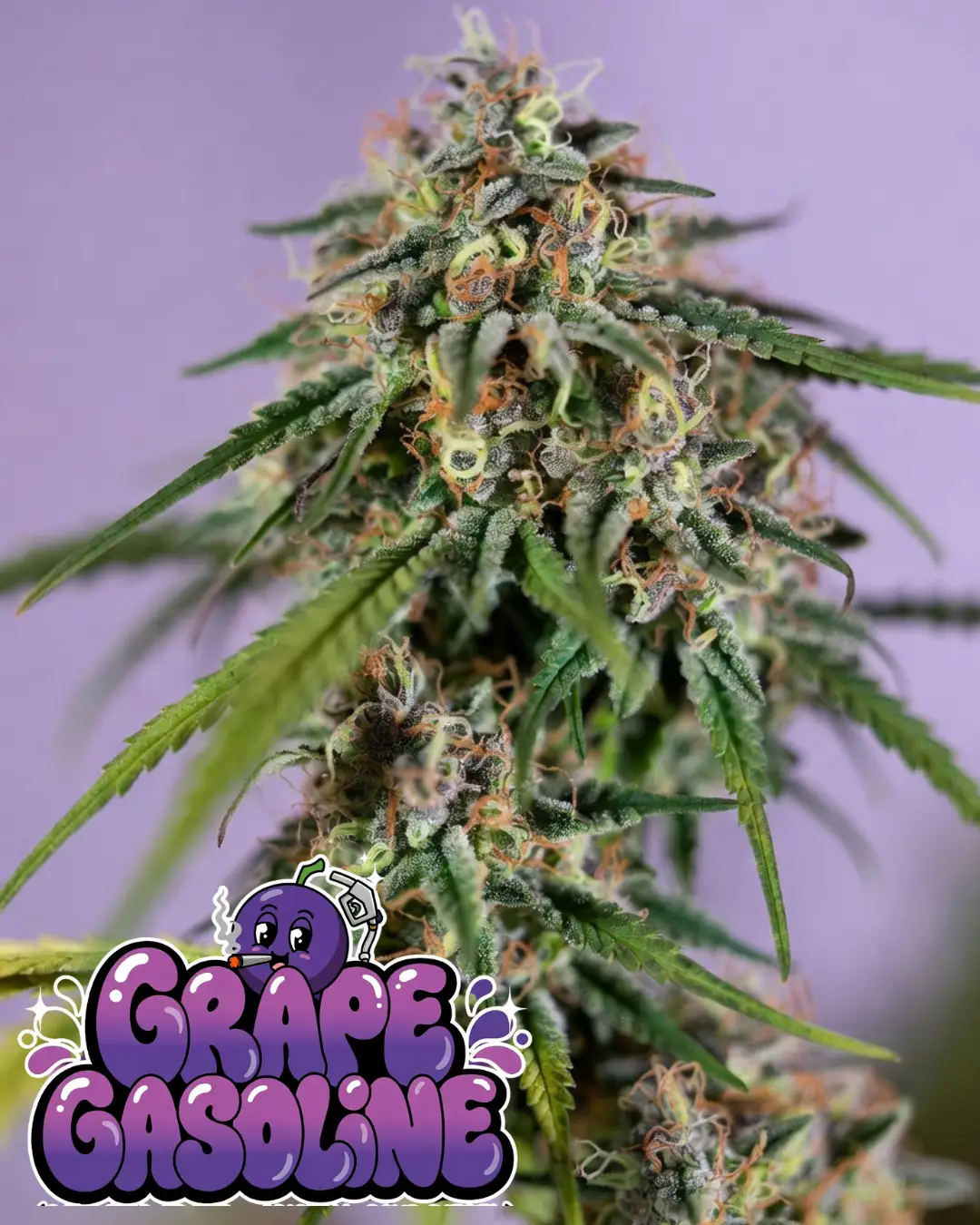 Grape Gasoline strain cannabis bud close-up – tall frosty cola with sparkling trichomes, orange pistils, and purple-green nugs, Galactic Grape x Original Sour Diesel hybrid souvenir collectible from Supernatural Seeds UK