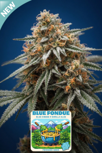 BLUE FONDUE CANNABIS SEEDS