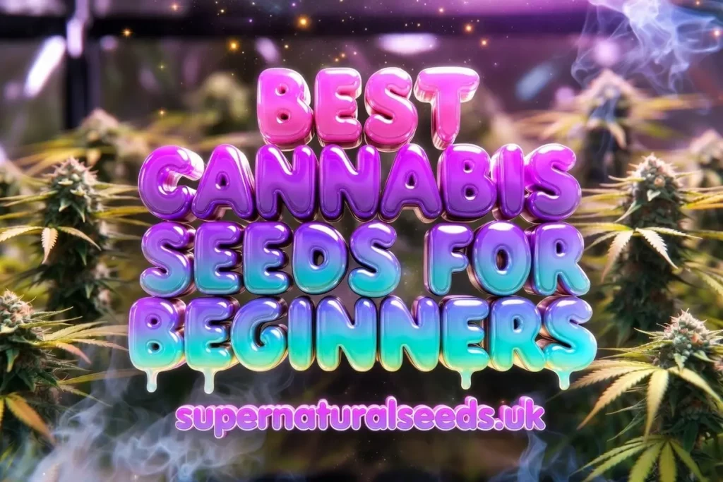 cannabis seeds for beginners UK banner with 3D bubble text, colourful gradient lettering, and frosty cannabis plants in background, Supernatural Seeds UK