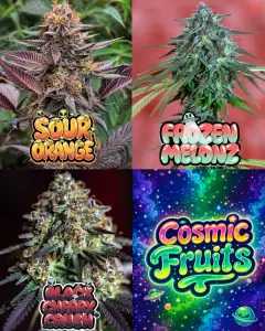 collage of cannabis buds featuring Sour Orange, Frozen Melonz and Black Cherry Crush strains with Cosmic Fruits graphic, showcasing fruity cannabis strains UK with colourful terpene-rich buds