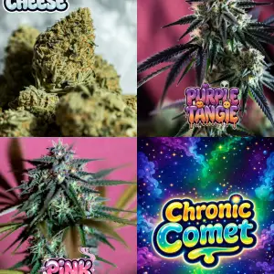 chronic comet cannabis seed mix autoflower cannabis seed bundle featuring moon cheese, purple tangie, pink skunk strains