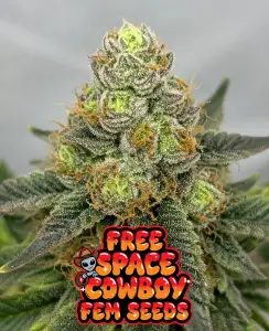 Space Cowboy cannabis seeds free seeds UK 420 deal Stardawg x UFOG frosty bud close up