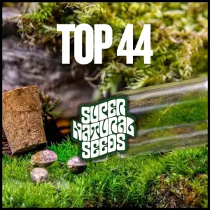 buy top 44 strain cannabis seeds UK fast flowering indica hybrid genetic preservation