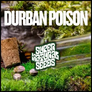 Buy Durban Poison Strain genetic preservation line by supernatural seeds