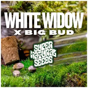 White Widow Γ Big Bud Strain seeds UK genetic preservation heritage hybrid strain cannabis seeds UK genetic preservation heritage hybrid strain