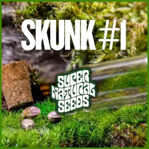 skunk #1 strain cannabis seeds UK genetic preservation classic heritage genetics