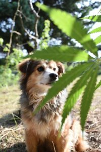 a dog sat next to a cannabis plant for supernatural seeds blog for pets and cannabis uk 2026