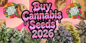 "Buy Cannabis Seeds uk2026" promotional banner with large pink glossy dripping bubble text, surrounded by realistic cannabis buds at the bottom and cartoon "Super Natural Seeds" circular logos featuring UFOs and mushrooms on a vibrant pink background.