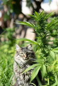 a cute cat sat with cannabis plants for cannabis and pets blog