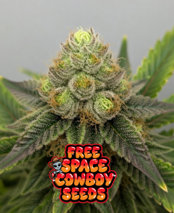 a photo of space cowboy cannabis plant close up for 420 freebie 