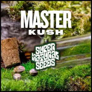 master kush strain cannabis seeds genetic preservation