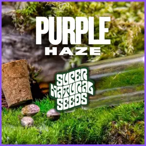 π₯ Purple Haze Strain β Genetic Preservation Cannabis Seeds UK
