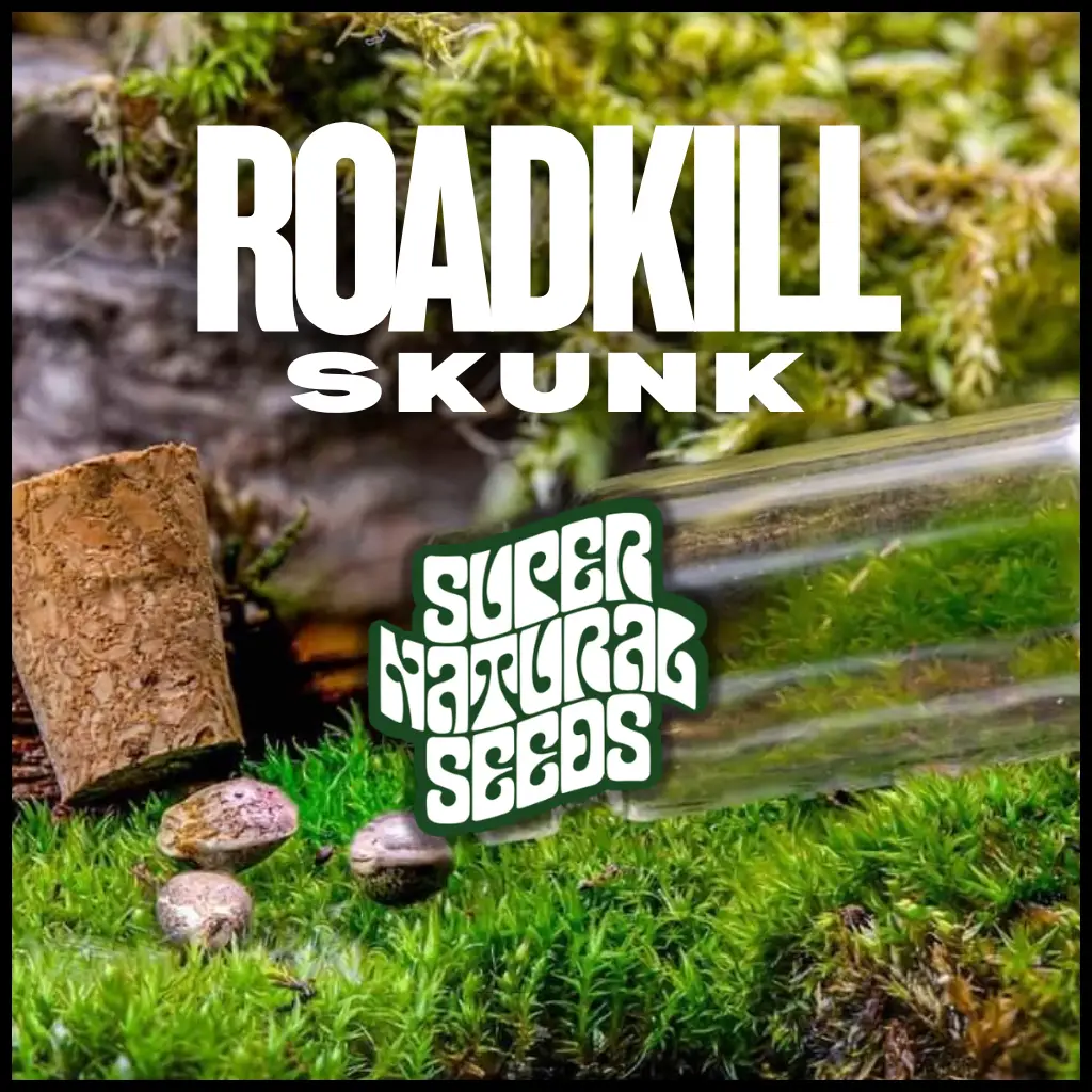 Buy Roadkill Skunk strain cannabis seeds UK from Supernatural Seeds. Extreme old-school skunk genetics with powerful aroma, strong indica effects, and premium collector appeal. Free seeds with all orders.