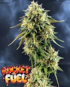 rocket fuel autoflower cannabis main cola photo for supernatural seeds 420 blog