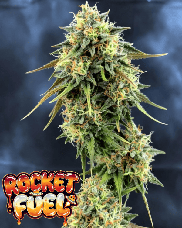 Gassy Cannabis Strains UK 2025 | Diesel & OG Fuel Seeds
