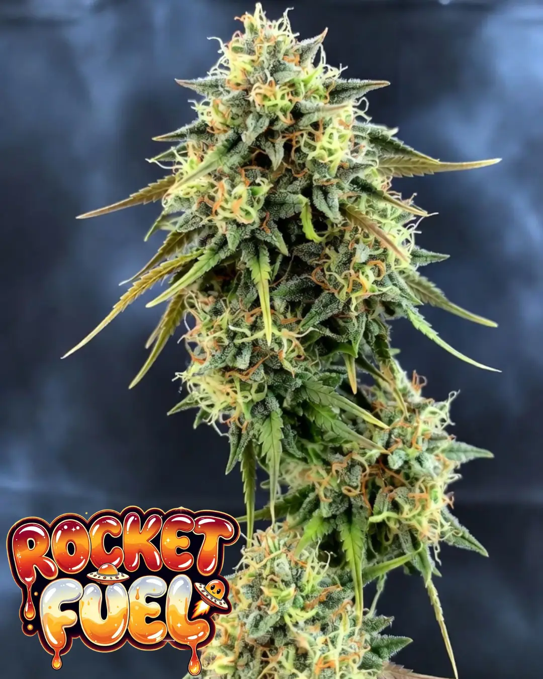 rocket fuel autoflower cannabis main cola photo for supernatural seeds 420 blog