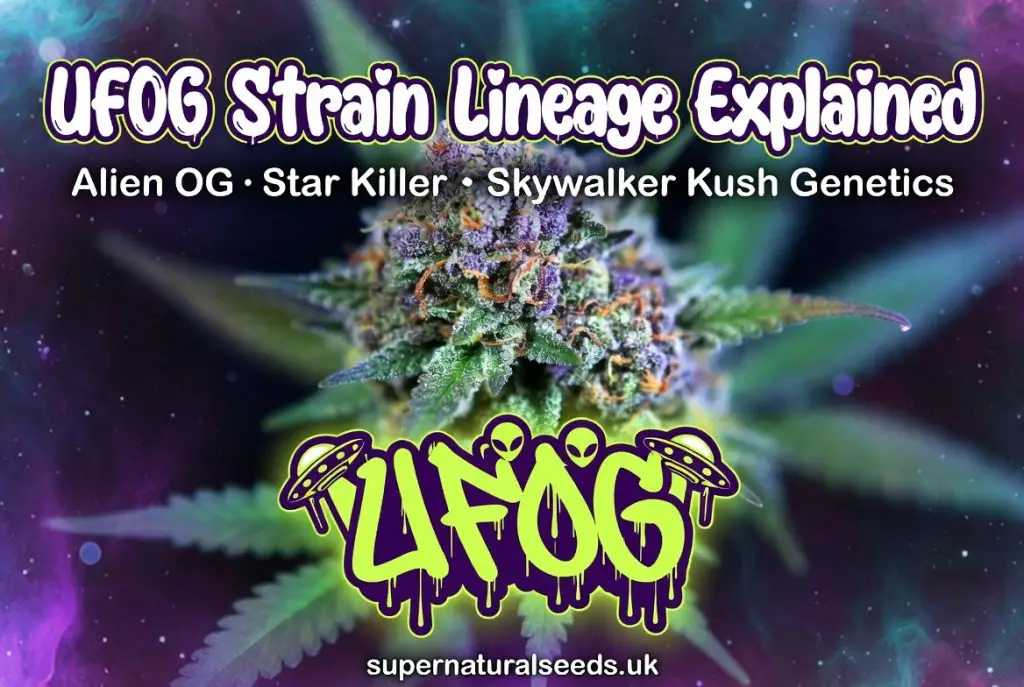 UFOG Strain Lineage Explained: Alien OG, Star Killer & Skywalker Kush Genetics – Triple Kush Powerhouse cannabis strain banner from supernaturalseeds.uk
