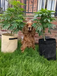 og sitting between cannabis plants in pots in a garden, pet safety around cannabis plants UK