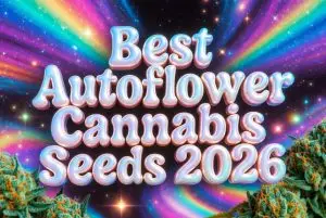 Best autoflower cannabis seeds UK 2026 banner with vibrant psychedelic background and detailed cannabis buds