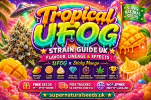 tropical UFOG strain guide UK banner featuring colourful tropical mango artwork, rainbow candy typography, UFO graphics, frosty cannabis buds and vibrant tropical dessert visuals promoting UFOG Γ Sticky Mango autoflower cannabis seeds from Supernatural Seeds UK.
