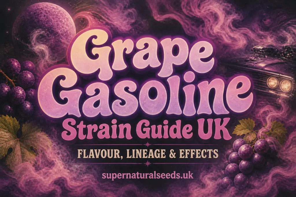 grape gasoline strain for cannabis seeds uk buy cannabis seeds worldwide guide uk banner with retro psychedelic purple smoke, glossy 70s style typography, grapes, cosmic background and vintage muscle car, featuring flavour lineage and effects theme for supernatural seeds uk