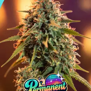 permanent funk cannabis seeds product image showing a close up of a cannabis plant main cola with product name logo