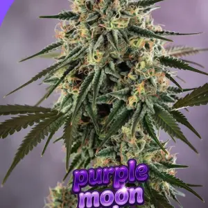 purple moon cake cannabis seeds image of large main cola cannabis plant with purple logo text