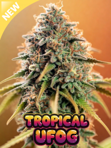tropical ufog cannabis seeds photo of a large close up cannabis main cola plant with logo
