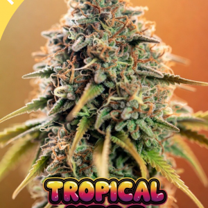 tropical ufog cannabis seeds photo of a large close up cannabis main cola plant with logo