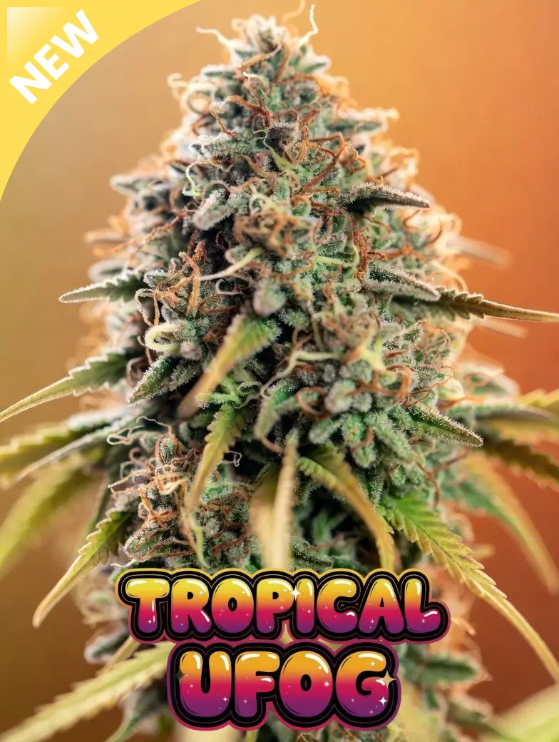 tropical ufog cannabis seeds photo of a large close up cannabis main cola plant with logo