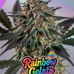 Rainbow Gelato cannabis seeds plant with frosty resin-covered buds, dark purple leaves and colourful rainbow gelato logo artwork featuring ice cream graphics and pastel rainbow background.