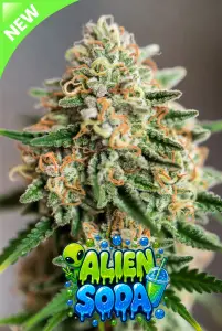 alien soda autoflower cannabis seeds image of a closeup frosty cannabis plant with alien soda bubble logo with alien and fizzy soda drink