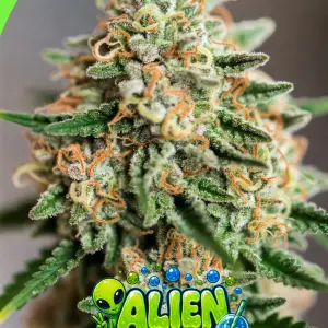alien soda autoflower cannabis seeds image of a closeup frosty cannabis plant with alien soda bubble logo with alien and fizzy soda drink
