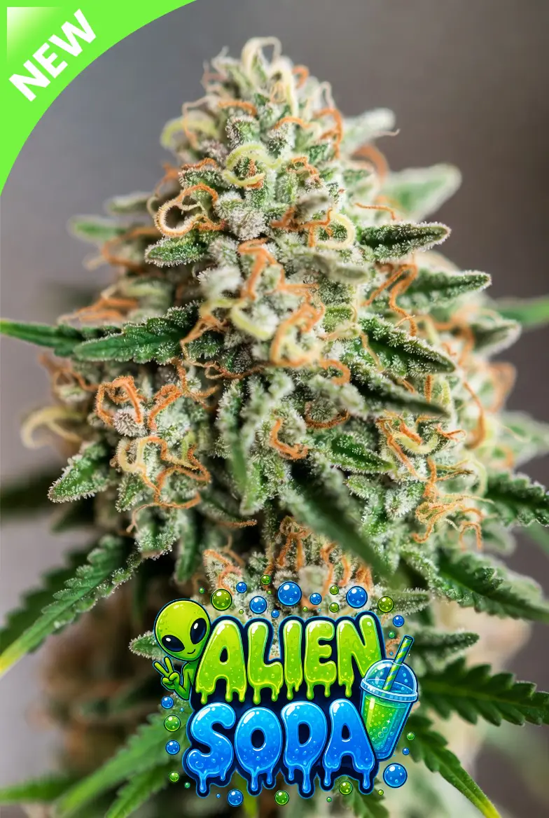 alien soda autoflower cannabis seeds image of a closeup frosty cannabis plant with alien soda bubble logo with alien and fizzy soda drink