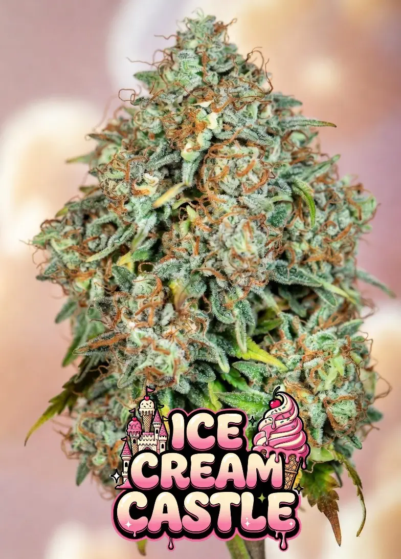 Buy NEW Ice Cream Castle Feminized Cannabis Seeds | (Ice Cream Cake x Layer Cake) - Image 3