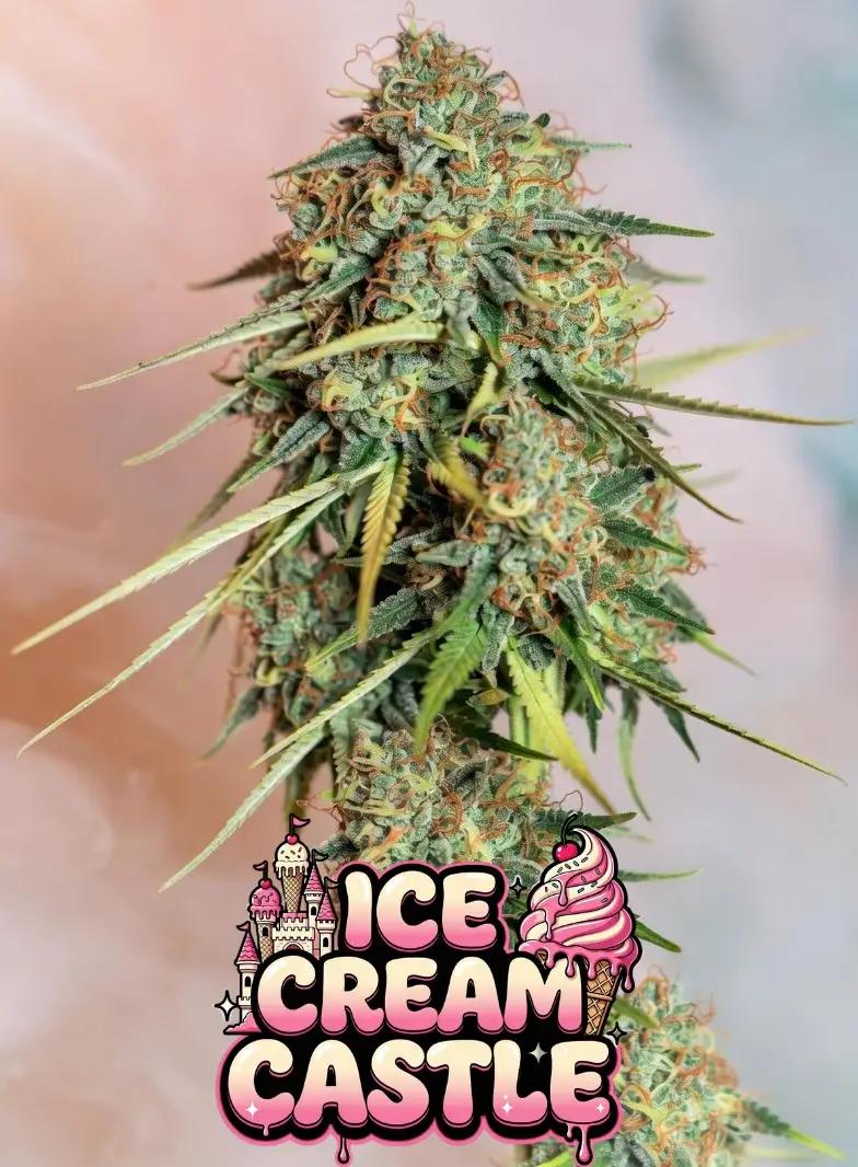 Buy NEW Ice Cream Castle Feminized Cannabis Seeds | (Ice Cream Cake x Layer Cake) - Image 4