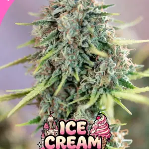 Ice Cream Castle cannabis seeds strain close-up featuring frosty resin-covered buds with creamy dessert terpenes and premium breeder-style macro photography. Pink Ice Cream Castle logo overlay with soft pastel background and trichome-rich flower detail.