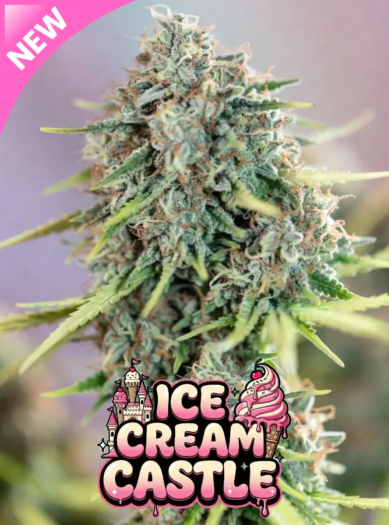 Ice Cream Castle cannabis seeds strain close-up featuring frosty resin-covered buds with creamy dessert terpenes and premium breeder-style macro photography. Pink Ice Cream Castle logo overlay with soft pastel background and trichome-rich flower detail.