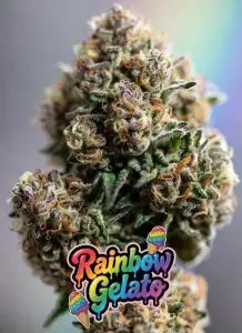 Rainbow Gelato autoflower cannabis plant with frosty resin-covered buds, dark purple leaves and colourful rainbow gelato logo artwork featuring ice cream graphics and pastel rainbow background.