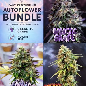 Fast Autoflower cannabis seed bundle featuring Galactic Grape, Cosmic Cupcake and Rocket Fuel autoflower strains.