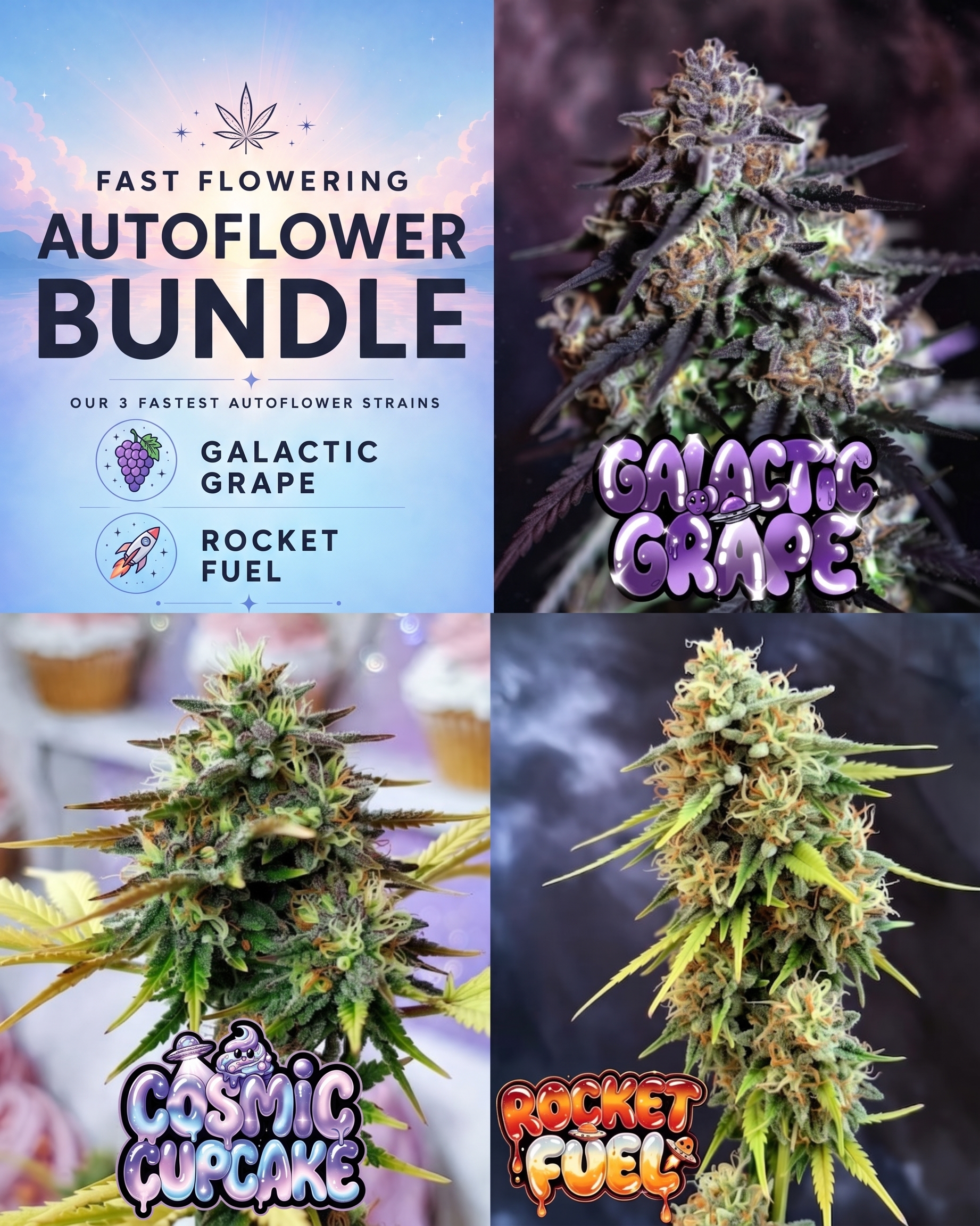 Fast Autoflower cannabis seed bundle featuring Galactic Grape, Cosmic Cupcake and Rocket Fuel autoflower strains.